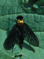 Image of: Chrysopilus thoracicus