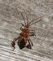 Image of: Leptoglossus