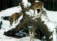 Capra hircus aegagrus - wild goat