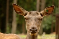 Cervus elaphus sibiricus - Siberian maral