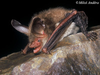 Myotis bechsteinii - Bechstein's Bat