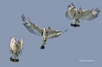 Image of: Ceryle rudis (pied kingfisher)