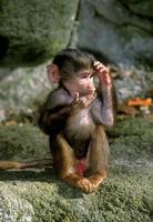 Papio cynocephalus - Yellow Baboon