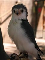 Image of: Polihierax semitorquatus (African pygmy falcon)