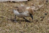 Image of: Pseudopodoces humilis (Hume's groundpecker)