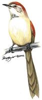 Image of: Synallaxis albescens (pale-breasted spinetail)