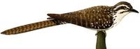 Image of: Urodynamis taitensis (long-tailed koel)