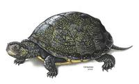 Image of: Emys orbicularis (European pond turtle)