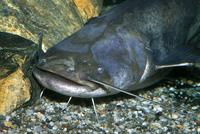 Silurus glanis