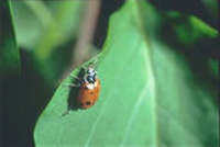 Hippodamia convergens