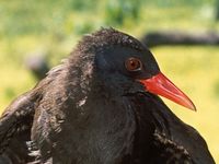 Calayan Rail - Gallirallus calayanensis