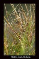 Golden Headed Cisticola