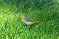 White plumed Honeyeater