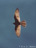 Brown Falcon - Falco berigora