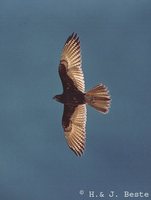 Brown Falcon - Falco berigora