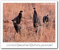 Crested Guineafowl - Guttera pucherani