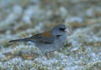 Dark-eyed Junco (Junco hyemalis) photo