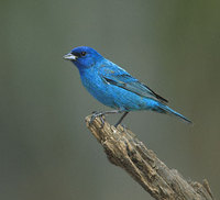 Indigo Bunting (Passerina cyanea) photo