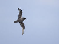 Kerguelen Petrel (Lugensa brevirostris) photo