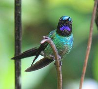 Purple-throated Sunangel - Heliangelus viola