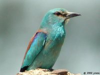 European Roller - Coracias garrulus