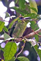 Gold-whiskered Barbet - Megalaima chrysopogon