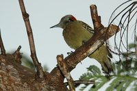 Hispaniolan Woodpecker - Melanerpes striatus