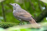 Cinnamon-vented Piha - Lipaugus lanioides