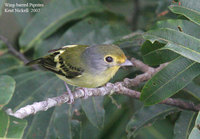 Wing-barred Piprites - Piprites chloris