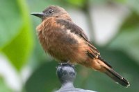 Cliff Flycatcher - Hirundinea ferruginea