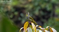 Striated Bulbul - Pycnonotus striatus