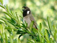 White-cheeked Bulbul - Pycnonotus leucogenys