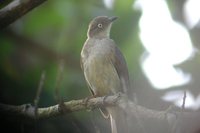 Cream-vented Bulbul - Pycnonotus simplex