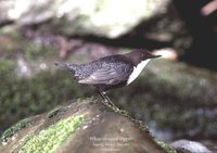 White-throated Dipper - Cinclus cinclus