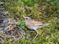 Siberian Rubythroat - Luscinia calliope