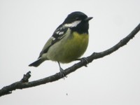 Yellow-bellied Tit - Pardaliparus venustulus