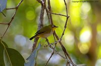 Oriental White-eye - Zosterops palpebrosus