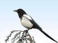 Eurasian Magpie - Pica pica