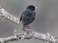 Spotless Starling - Sturnus unicolor