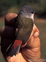 Yellow-bellied Waxbill - Estrilda quartinia