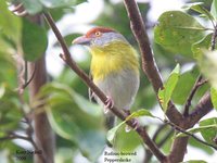 Rufous-browed Peppershrike - Cyclarhis gujanensis