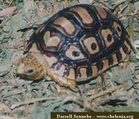 Leopard Tortoise, Geochelone pardalis babcocki