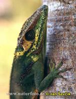 Anolis baracoae