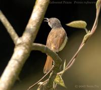 Rufescent Prinia