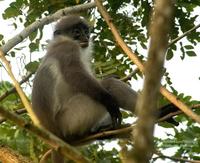 Banded Leaf Monkey