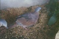 White-faced Quail Dove Geotrygon Chiriquensis