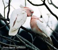 ...Leadbeater's Cockatoo, Cacatua leadbeateri, Brookfield, Brisbane, September 2004. Photo ©Barrie 
