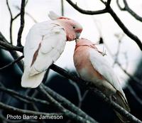 ...Leadbeater's Cockatoo, Cacatua leadbeateri, Brookfield, Brisbane, September 2004. Photo ©Barrie 