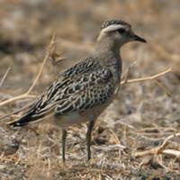 Dotterel   at Barbate