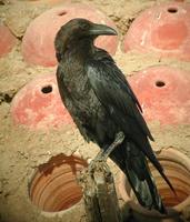 Brown-necked Raven (Corvus ruficollis)